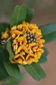 Attēlu rezultāti vaicājumam “Astragalus danicus leaf”