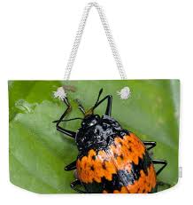 Attēlu rezultāti vaicājumam “Erotylidae”