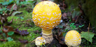 Attēlu rezultāti vaicājumam “Amanita muscaria”