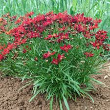 Image result for Coreopsis