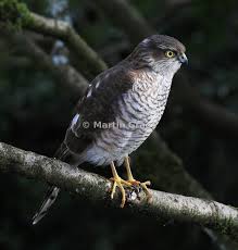 Attēlu rezultāti vaicājumam “Accipiter nisus male”
