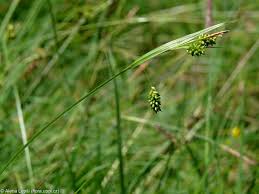 Attēlu rezultāti vaicājumam “Carex pallescens”