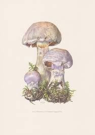Attēlu rezultāti vaicājumam “Cortinarius traganus”