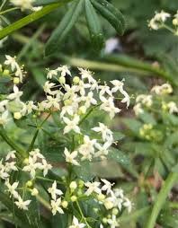 Attēlu rezultāti vaicājumam “Galium album flower”