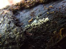 Attēlu rezultāti vaicājumam “Henningsomyces candidus”