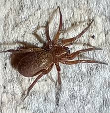 Attēlu rezultāti vaicājumam “Agroeca brunnea”