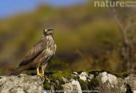 Attēlu rezultāti vaicājumam “Buteo buteo adult”