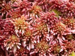 Attēlu rezultāti vaicājumam “Sphagnum rubellum”