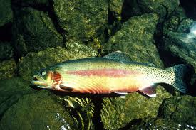 Image result for Oncorhynchus