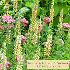 Image result for Digitalis ferruginea