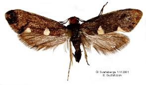 Attēlu rezultāti vaicājumam “Incurvariidae”