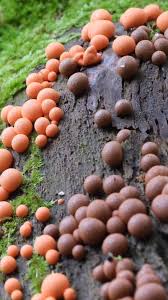 Attēlu rezultāti vaicājumam “Lycogala sp.”