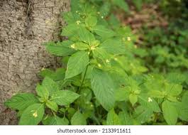 Attēlu rezultāti vaicājumam “Impatiens parviflora fruit”