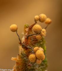 Attēlu rezultāti vaicājumam “Cribraria splendens macro”