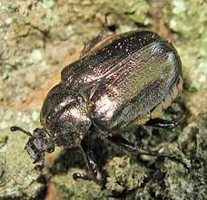 Attēlu rezultāti vaicājumam “Osmoderma barnabita imago”