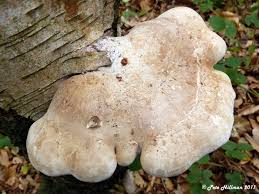 Attēlu rezultāti vaicājumam “Piptoporus betulinus”