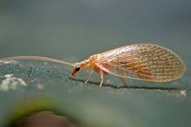 Attēlu rezultāti vaicājumam “Hemerobiidae”