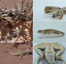 Attēlu rezultāti vaicājumam “Lycogala convexum young”