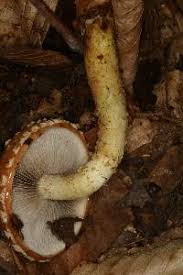 Attēlu rezultāti vaicājumam “Stropharia albocrenulata”