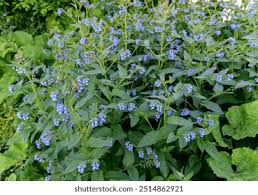 Attēlu rezultāti vaicājumam “Symphytum asperum leaf”