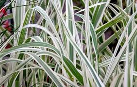 Attēlu rezultāti vaicājumam “Helictotrichon pratense leaf”