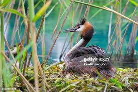 Attēlu rezultāti vaicājumam “Podiceps cristatus nest”