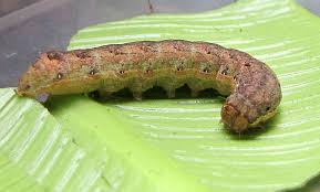 Attēlu rezultāti vaicājumam “Mamestra brassicae larva”