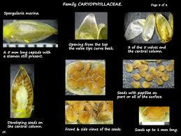 Attēlu rezultāti vaicājumam “Spergularia marina”