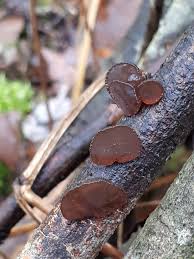 Attēlu rezultāti vaicājumam “Exidia recisa”