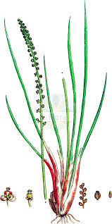 Attēlu rezultāti vaicājumam “Juncaginaceae”