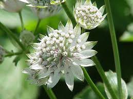 Attēlu rezultāti vaicājumam “Astrantia major flower”