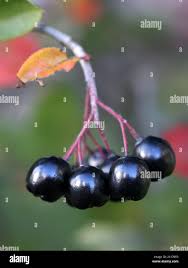 Attēlu rezultāti vaicājumam “x Sorbaronia fallax”