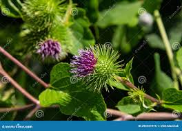 Attēlu rezultāti vaicājumam “Arctium lappa leaf”