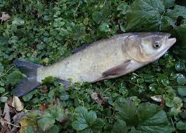 Image result for Hypophthalmichthys molitrix