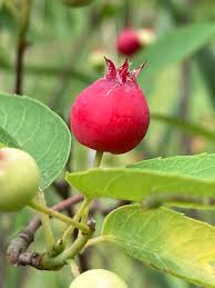 Attēlu rezultāti vaicājumam “Amelanchier spicata fruit”