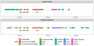 Attēlu rezultāti vaicājumam “Bacidia rubella”