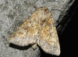 Attēlu rezultāti vaicājumam “Gortyna flavago”