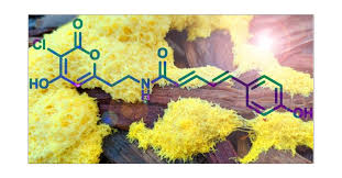 Attēlu rezultāti vaicājumam “Didymium xanthopus stalked”
