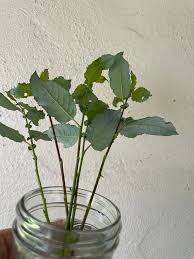 Attēlu rezultāti vaicājumam “Salix aurita bud”