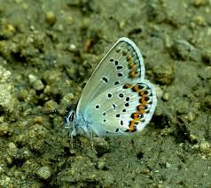 Attēlu rezultāti vaicājumam “Plebejus argyrognomon”