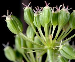 Attēlu rezultāti vaicājumam “Diderma ochraceum young”