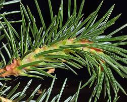 Attēlu rezultāti vaicājumam “Adelges laricis nymph”