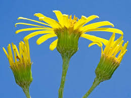 Attēlu rezultāti vaicājumam “Jacobaea paludosa”