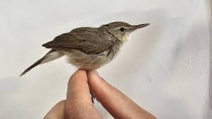 Attēlu rezultāti vaicājumam “Acrocephalus dumetorum”