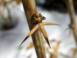 Attēlu rezultāti vaicājumam “Lonicera xylosteum bud”