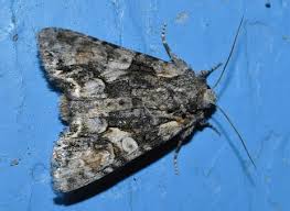 Attēlu rezultāti vaicājumam “Lacanobia contigua”