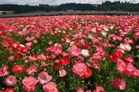 Image result for Papaver rhoeas 'Shirley'