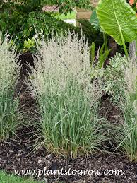 Attēlu rezultāti vaicājumam “Calamagrostis arundinacea leaf”