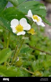 Attēlu rezultāti vaicājumam “Fragaria x ananassa flower”