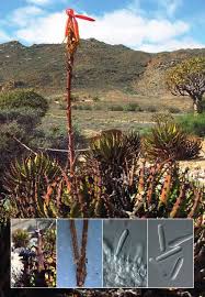 Attēlu rezultāti vaicājumam “Licea chelonoides spores”